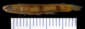 Media type: image; Ichthyology 6318